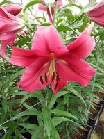 [5219 Largo VZ No02.JPG]